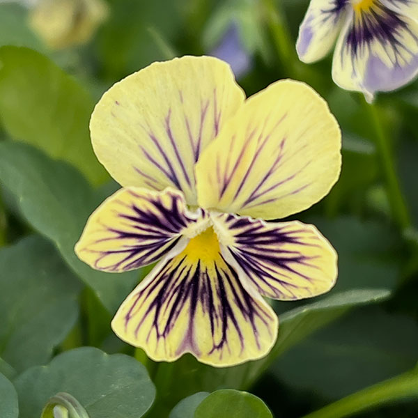 ビオラ:ぷちぷち まつげ(仮)3号ポット