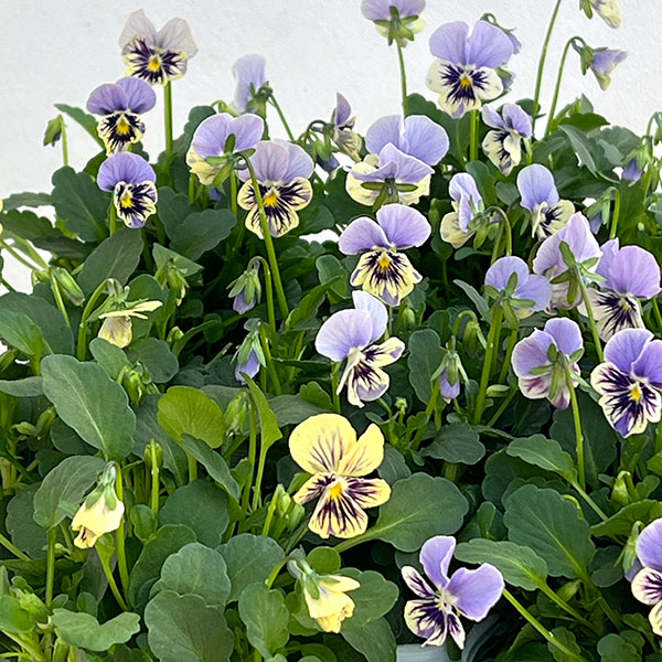 ビオラ:ぷちぷち まつげ(仮)3号ポット