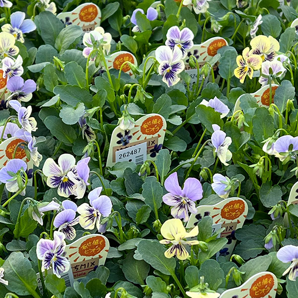 ビオラ:ぷちぷち まつげ(仮)3号ポット