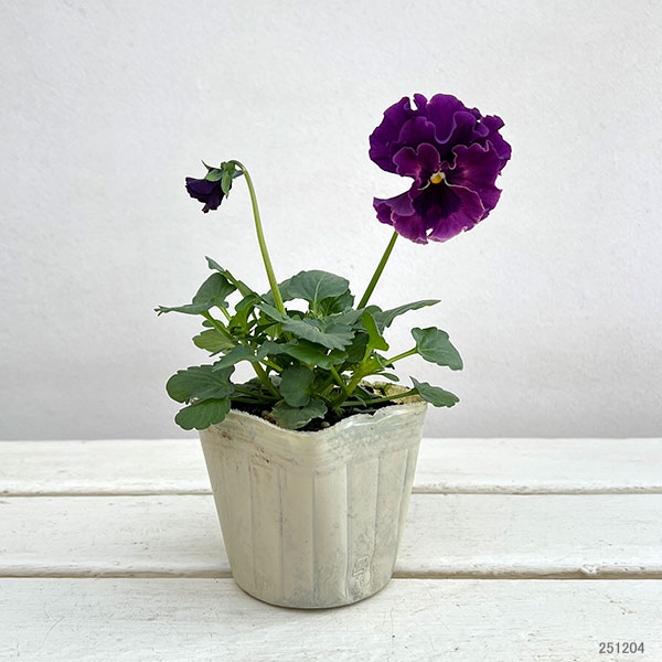 ビオラ:宮崎ビオラ ボルドー3号ポット