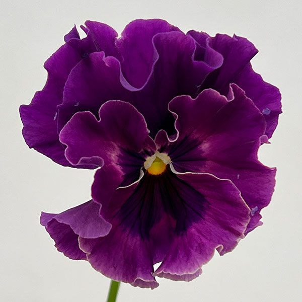 ビオラ:宮崎ビオラ ボルドー3号ポット