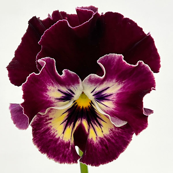 ビオラ:宮崎ビオラ ボルドー3号ポット