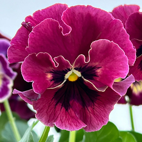 ビオラ:宮崎ビオラ ボルドー3号ポット