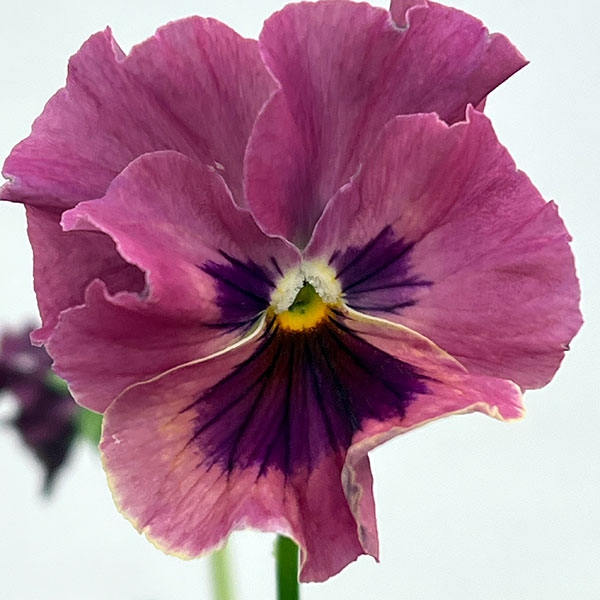 ビオラ:宮崎ビオラ ボルドー3号ポット