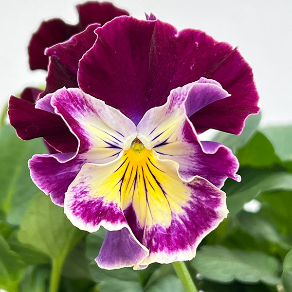 ビオラ:宮崎ビオラ ボルドー3号ポット