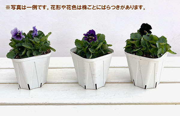 ビオラ：アビスブルー3.5号ポット