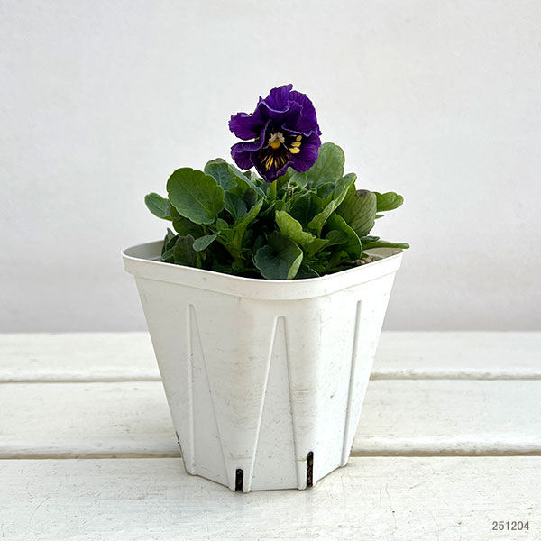 ビオラ：アビスブルー3.5号ポット