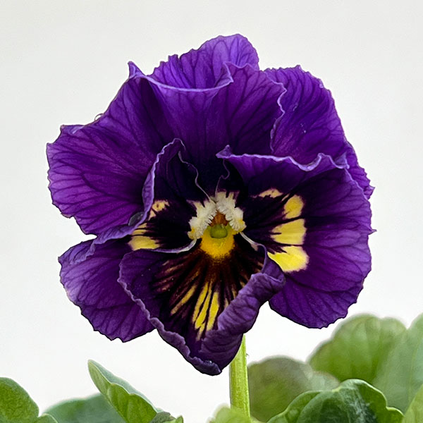 ビオラ：アビスブルー3.5号ポット