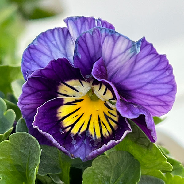 ビオラ：アビスブルー3.5号ポット