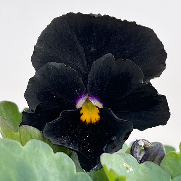 ビオラ：アビスブルー3.5号ポット