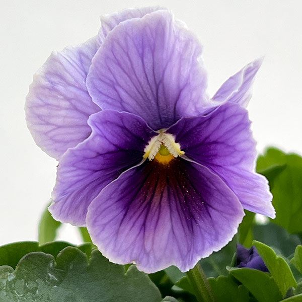 ビオラ：アビスブルー3.5号ポット