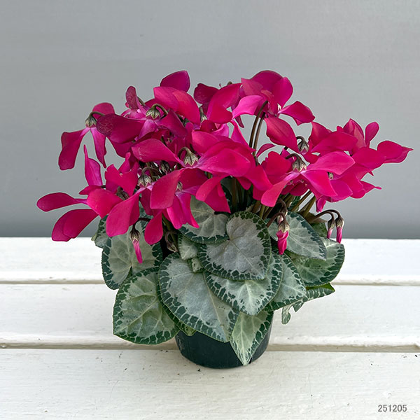 シクラメン（ミニ）：白銀の世界（濃いピンク系）3号ポット