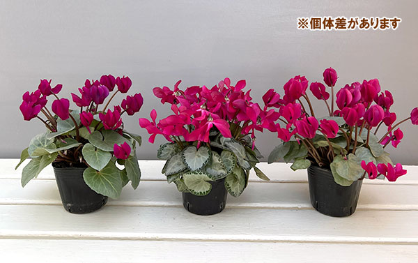 シクラメン（ミニ）：白銀の世界（濃いピンク系）3号ポット