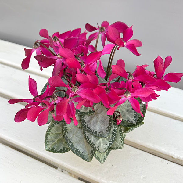 シクラメン（ミニ）：白銀の世界（濃いピンク系）3号ポット