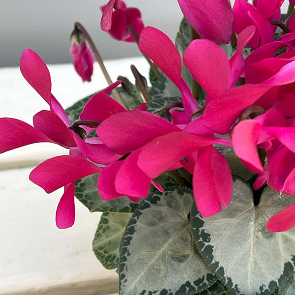 シクラメン（ミニ）：白銀の世界（濃いピンク系）3号ポット