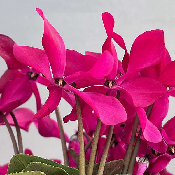 シクラメン（ミニ）：白銀の世界（濃いピンク系）3号ポット