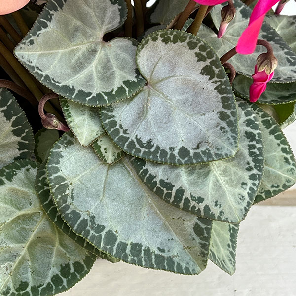 シクラメン（ミニ）：白銀の世界（濃いピンク系）3号ポット