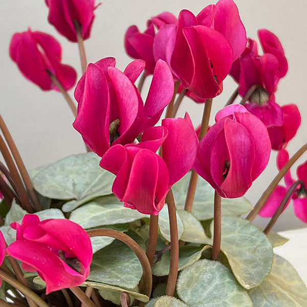 シクラメン（ミニ）：白銀の世界（濃いピンク系）3号ポット