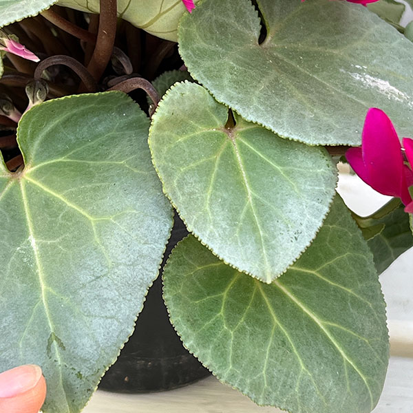 シクラメン（ミニ）：白銀の世界（濃いピンク系）3号ポット