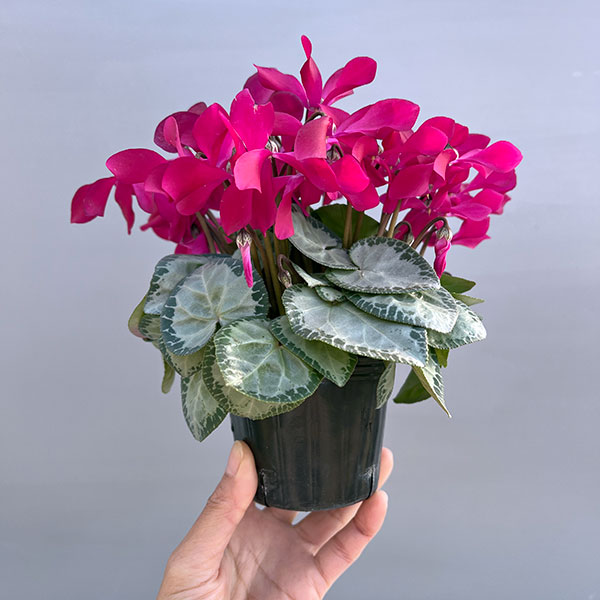 シクラメン（ミニ）：白銀の世界（濃いピンク系）3号ポット