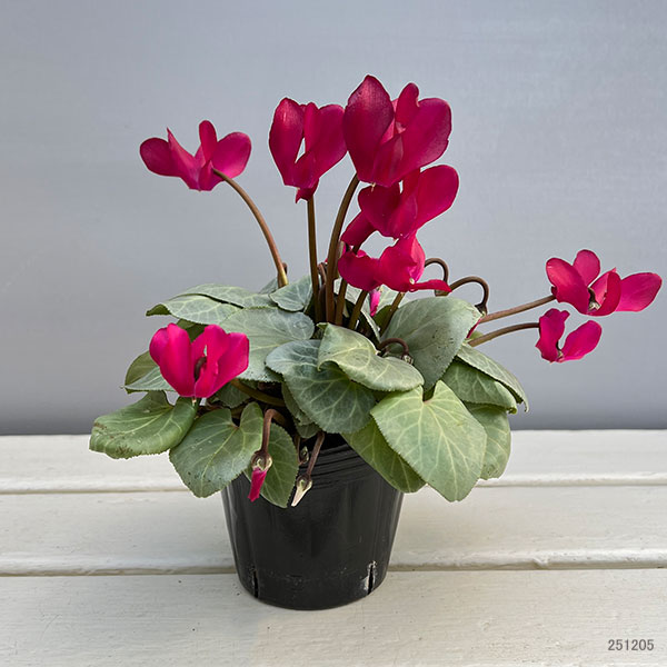 シクラメン（ミニ）：白銀の世界（レッド系）3号ポット