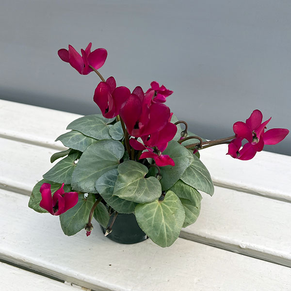 シクラメン（ミニ）：白銀の世界（レッド系）3号ポット