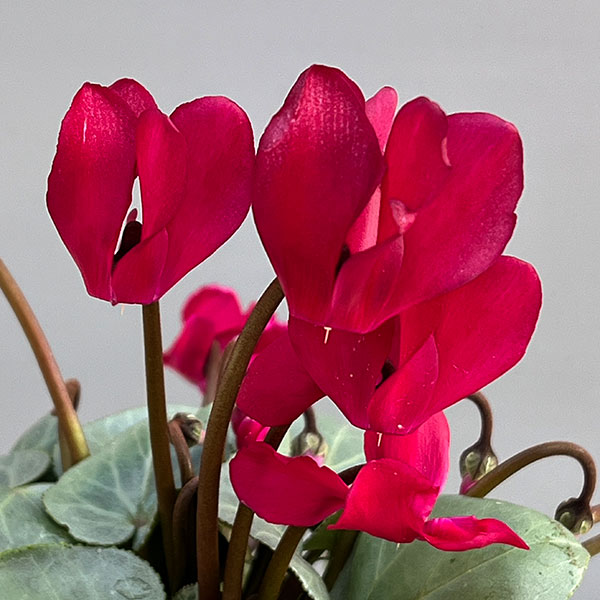 シクラメン（ミニ）：白銀の世界（レッド系）3号ポット