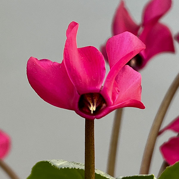 シクラメン（ミニ）：白銀の世界（レッド系）3号ポット