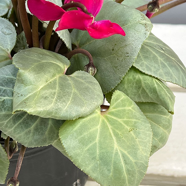 シクラメン（ミニ）：白銀の世界（レッド系）3号ポット