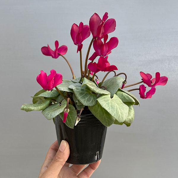 シクラメン（ミニ）：白銀の世界（レッド系）3号ポット