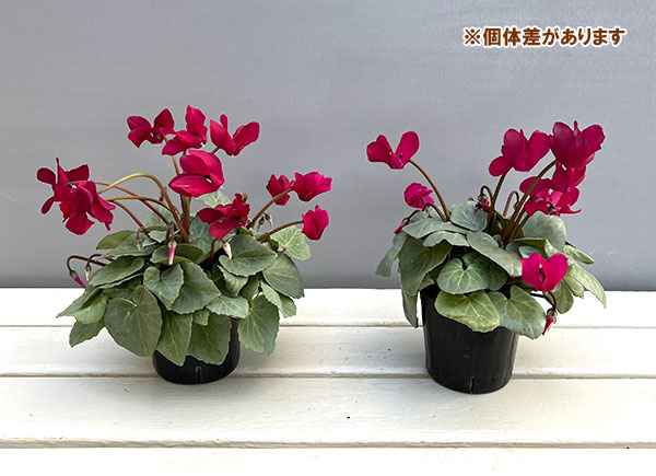 シクラメン（ミニ）：白銀の世界（レッド系）3号ポット