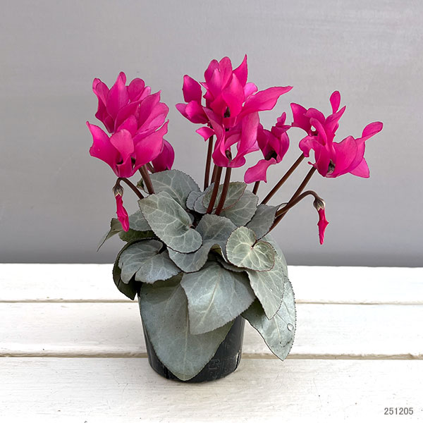 シクラメン（ミニ）：白銀の世界（ピンク系）　3号ポット