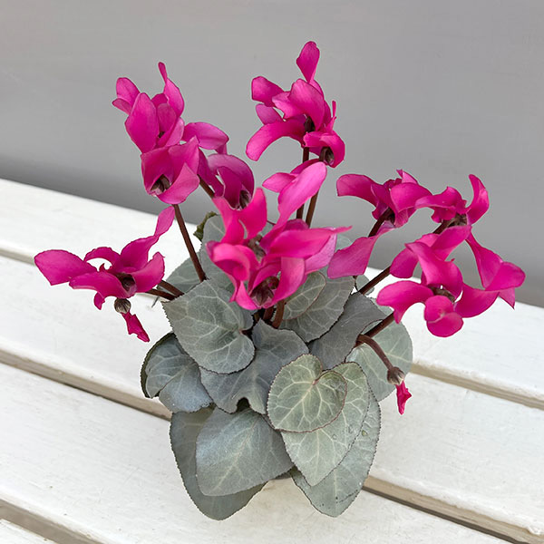 シクラメン（ミニ）：白銀の世界（ピンク系）　3号ポット