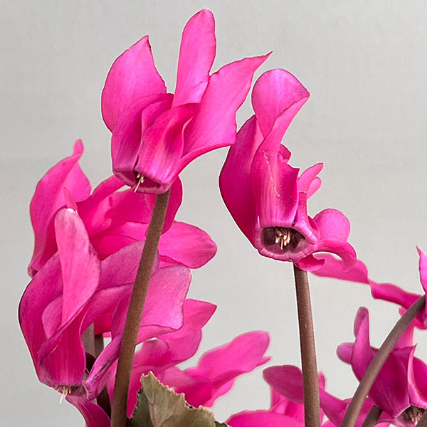 シクラメン（ミニ）：白銀の世界（ピンク系）　3号ポット