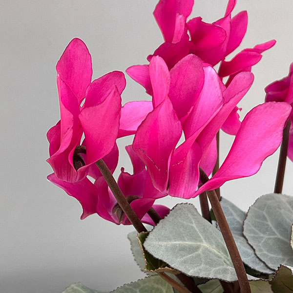 シクラメン（ミニ）：白銀の世界（ピンク系）　3号ポット