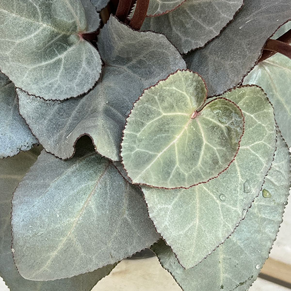 シクラメン（ミニ）：白銀の世界（ピンク系）　3号ポット