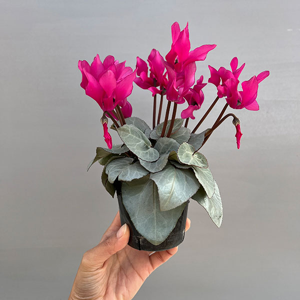 シクラメン（ミニ）：白銀の世界（ピンク系）　3号ポット