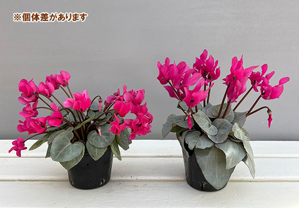 シクラメン（ミニ）：白銀の世界（ピンク系）　3号ポット