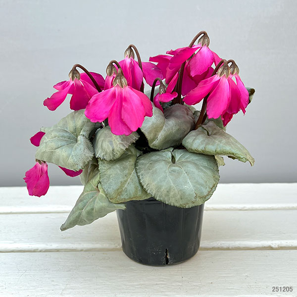 シクラメン（ミニ）：白銀の世界（反り返りにくいピンク系）3号ポット