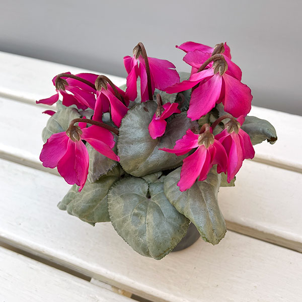 シクラメン（ミニ）：白銀の世界（反り返りにくいピンク系）3号ポット