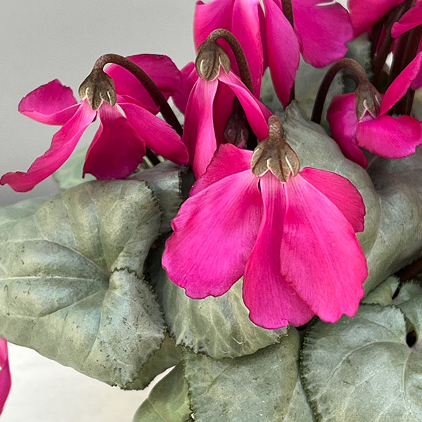 シクラメン（ミニ）：白銀の世界（反り返りにくいピンク系）3号ポット