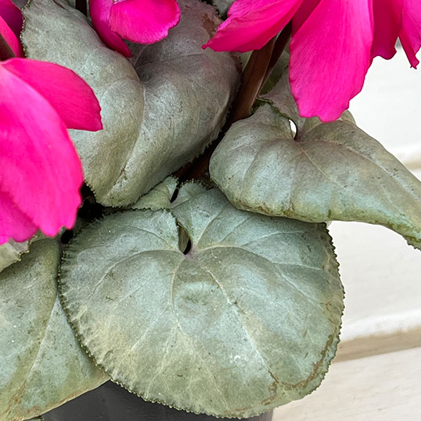 シクラメン（ミニ）：白銀の世界（反り返りにくいピンク系）3号ポット