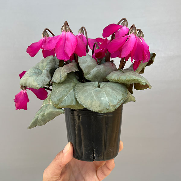 シクラメン（ミニ）：白銀の世界（反り返りにくいピンク系）3号ポット