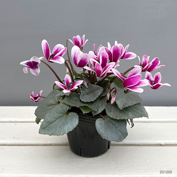 シクラメン（ミニ）：白銀の世界（パープルホワイト・ファンタジア系）3号ポット