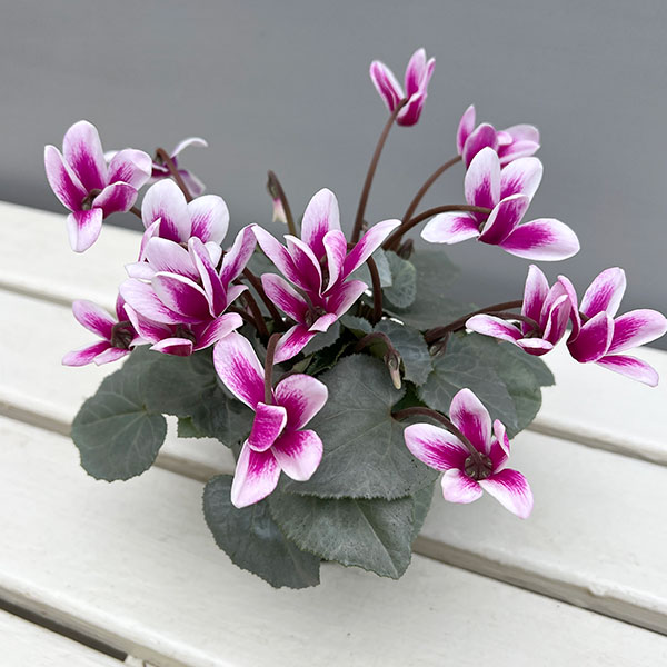 シクラメン（ミニ）：白銀の世界（パープルホワイト・ファンタジア系）3号ポット