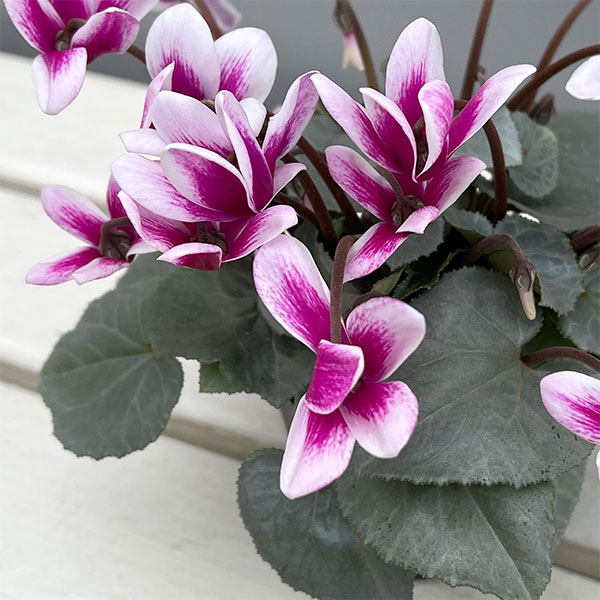 シクラメン（ミニ）：白銀の世界（パープルホワイト・ファンタジア系）3号ポット