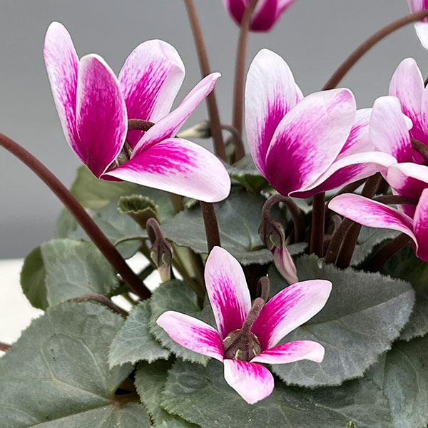 シクラメン（ミニ）：白銀の世界（パープルホワイト・ファンタジア系）3号ポット