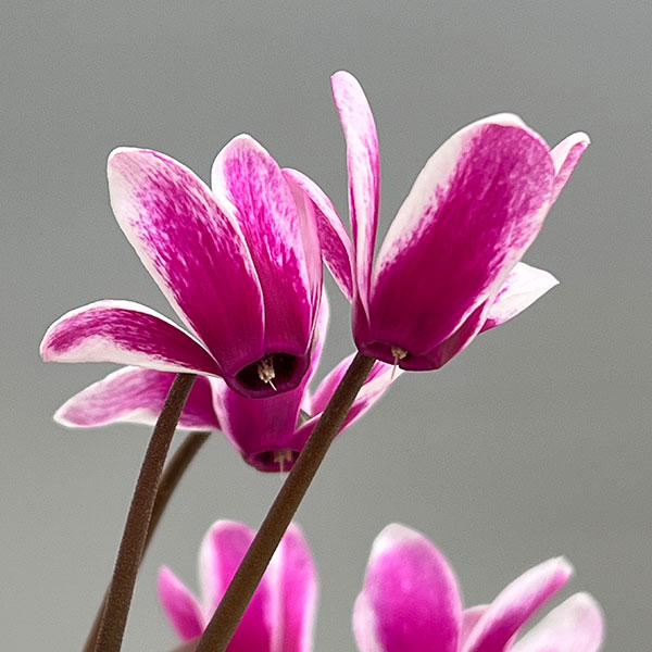 シクラメン（ミニ）：白銀の世界（パープルホワイト・ファンタジア系）3号ポット