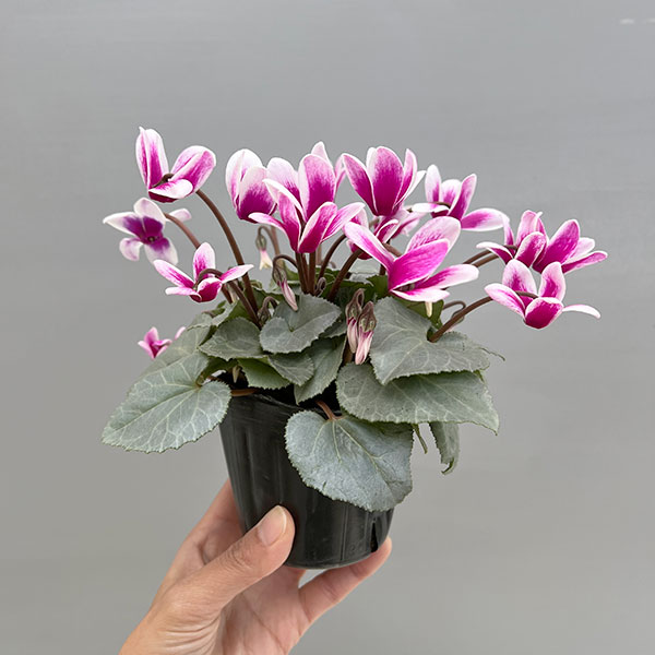 シクラメン（ミニ）：白銀の世界（パープルホワイト・ファンタジア系）3号ポット