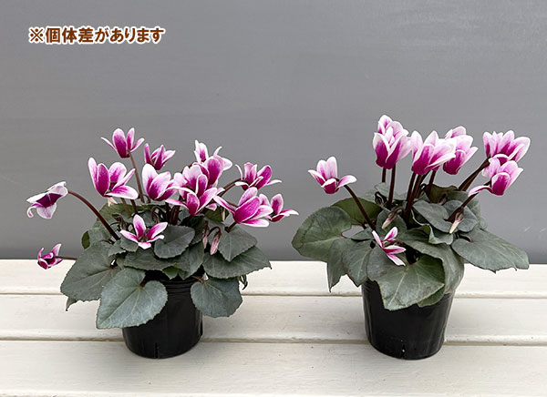 シクラメン（ミニ）：白銀の世界（パープルホワイト・ファンタジア系）3号ポット